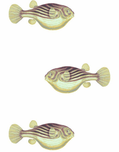 blowfish multi