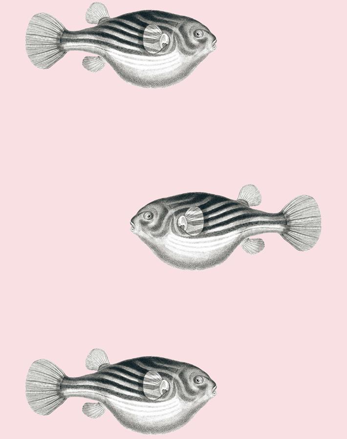 blowfish shell