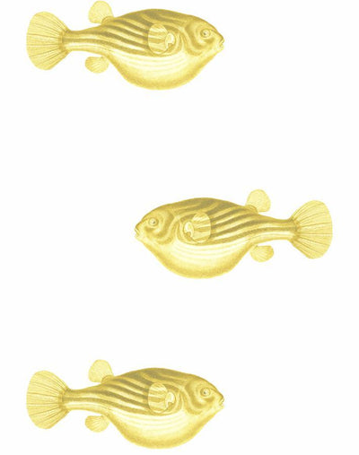blowfish yellow