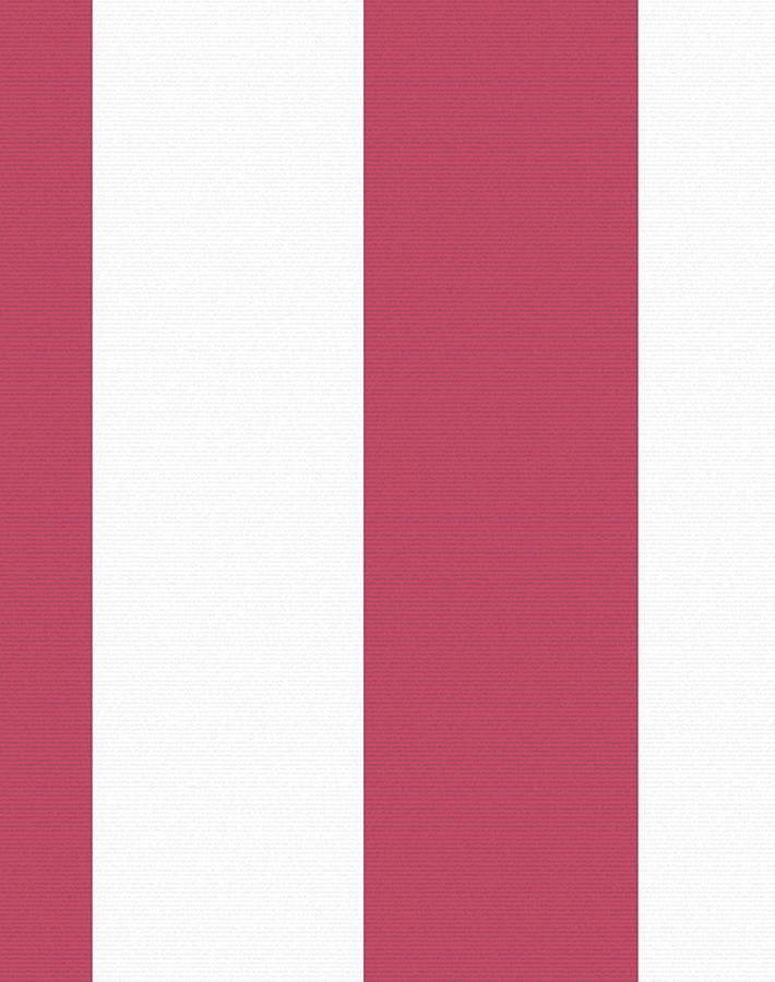 candy stripe rose