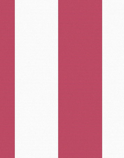 candy stripe rose