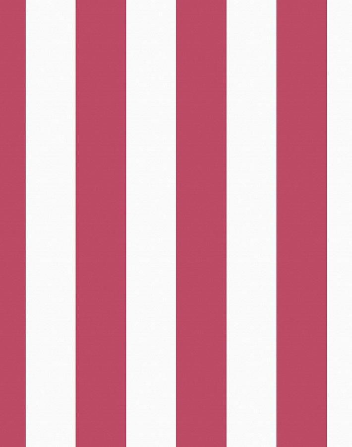 candy stripe rose