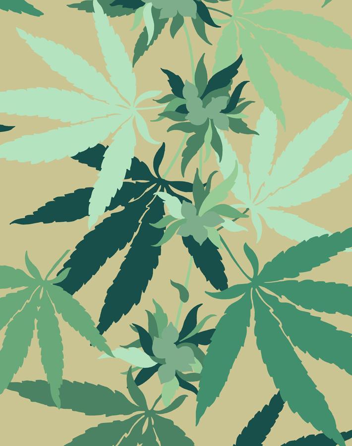 cannabis-bamboo
