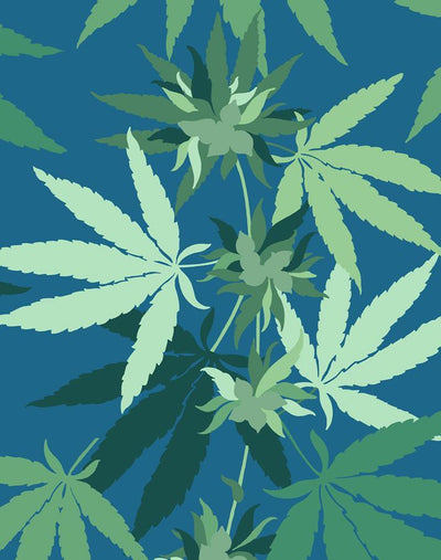 cannabis cadet blue