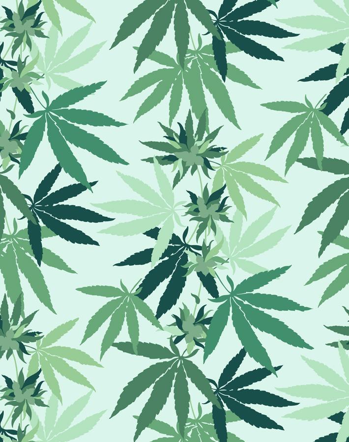 cannabis-robins-egg