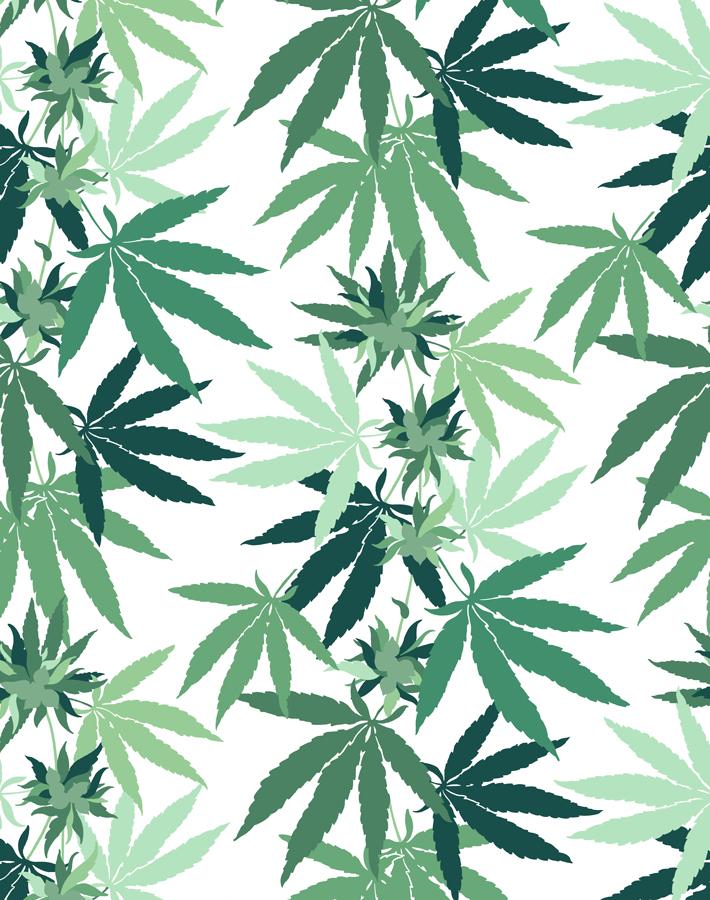 cannabis white