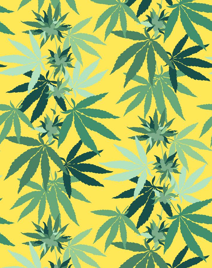 cannabis daffodil