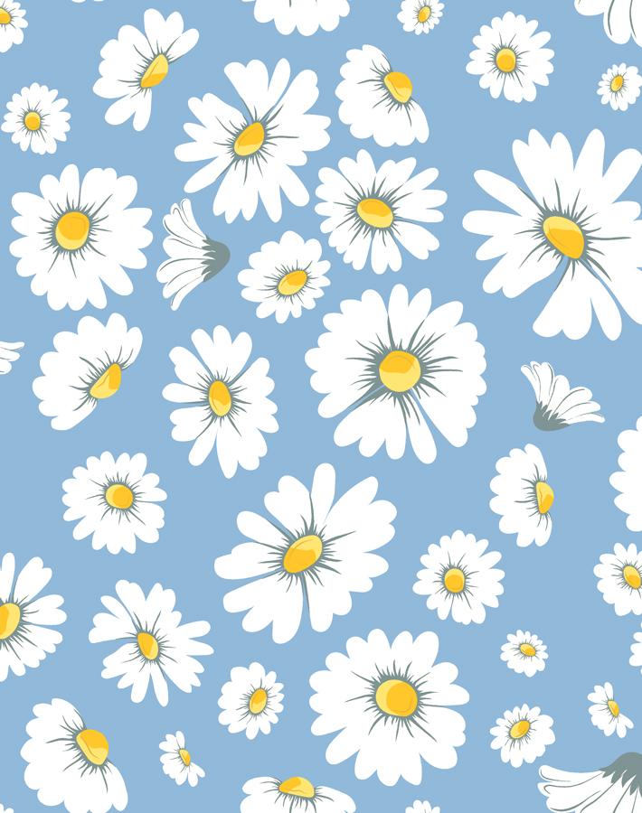 daisy-bloom-cornflower