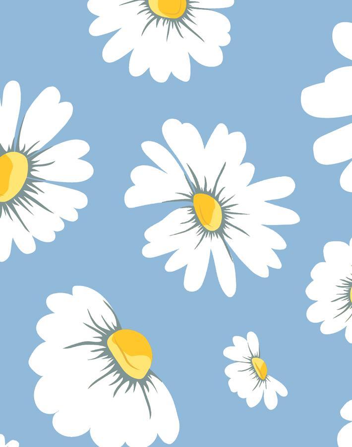 daisy-bloom-cornflower