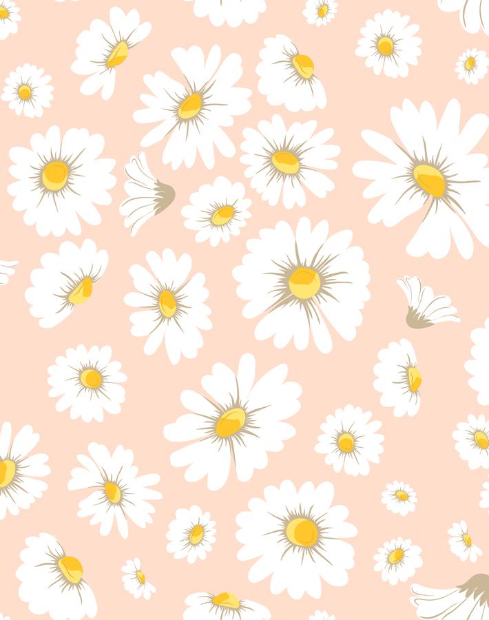 daisy-bloom-peach