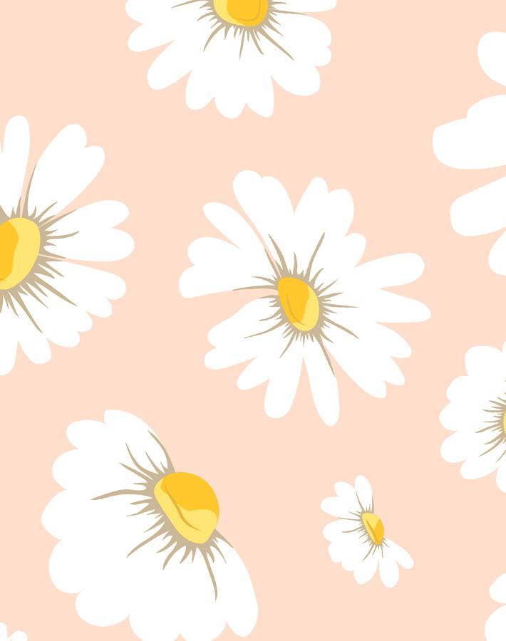 daisy-bloom-peach