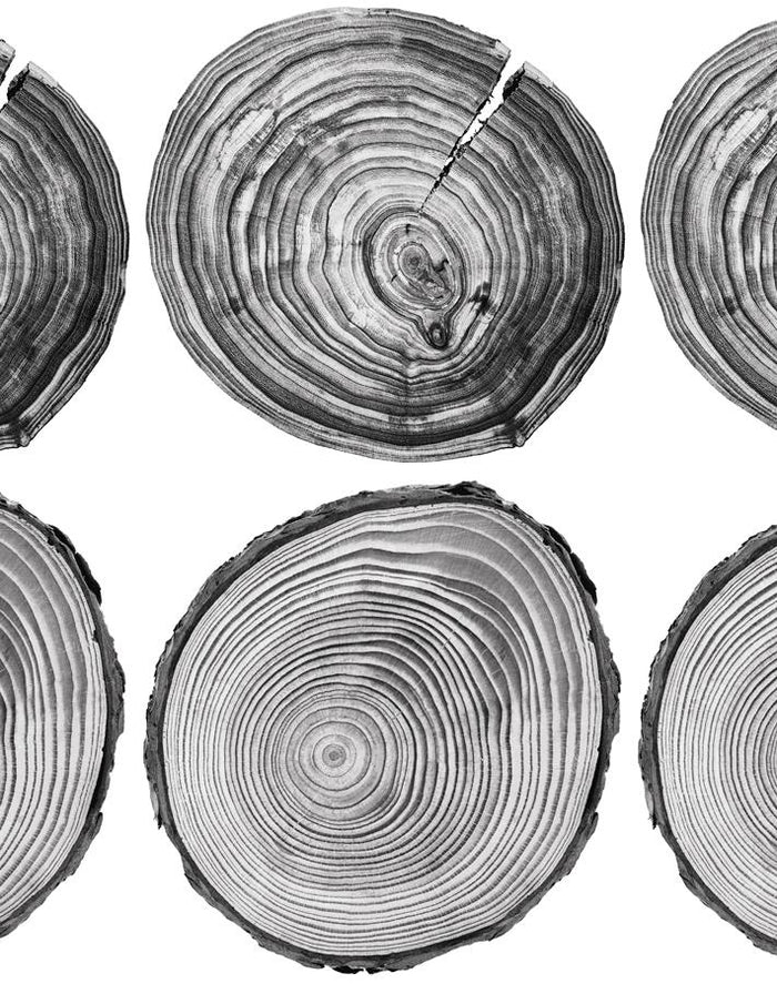 'Deux Bois' Wallpaper by Nathan Turner - Onyx
