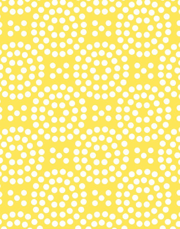 dot dot daffodil