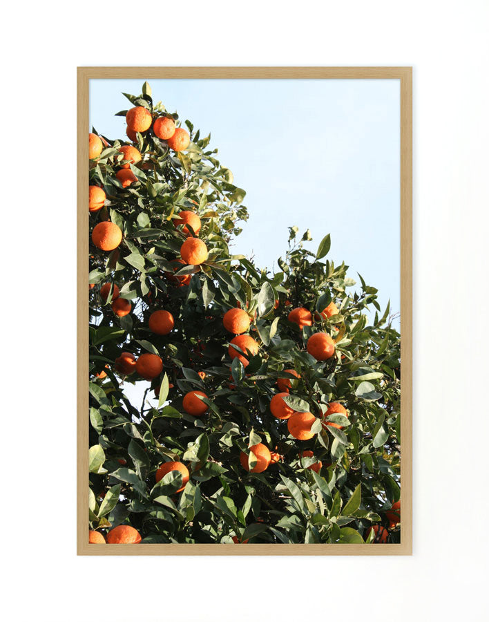 'East Ojai Orange Tree' Framed Art by Nathan Turner