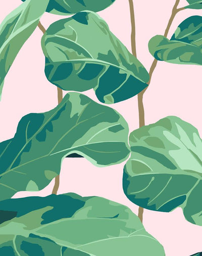 fiddle fig pink