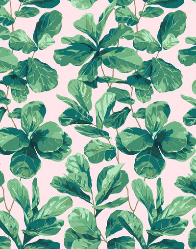 fiddle fig pink