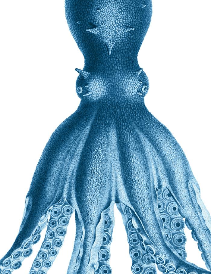 george the octopus blue