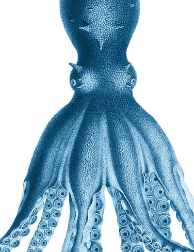 george the octopus blue