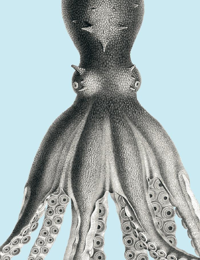 george-the-octopus-glacier-blue
