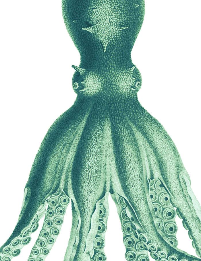 george-the-octopus-green