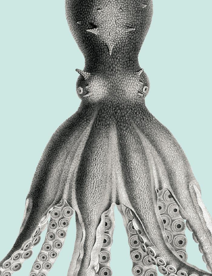 george-the-octopus-seafoam