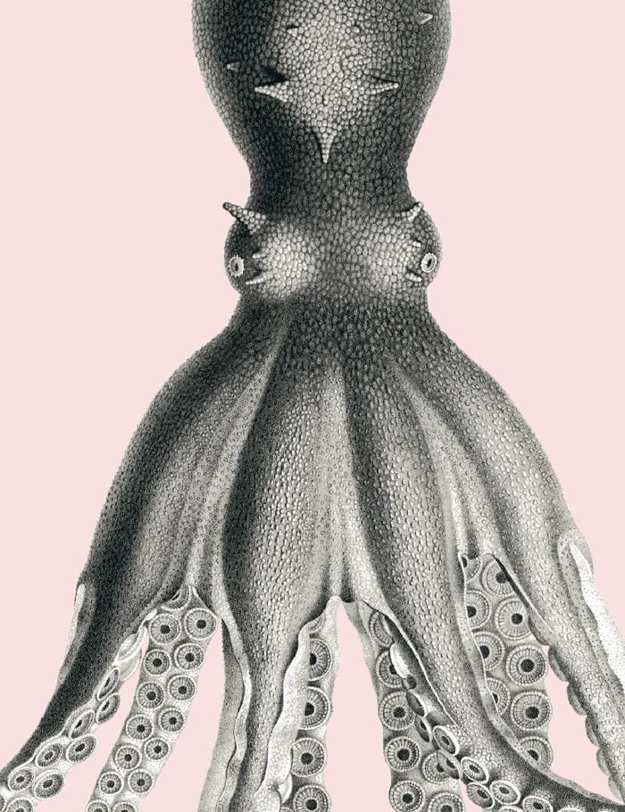 george-the-octopus-shell