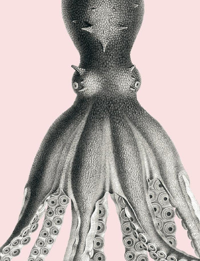 'George The Octopus' Wallpaper by Wallshoppe - Shell