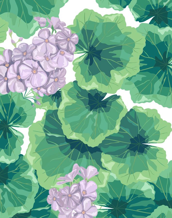 geranium-lavender