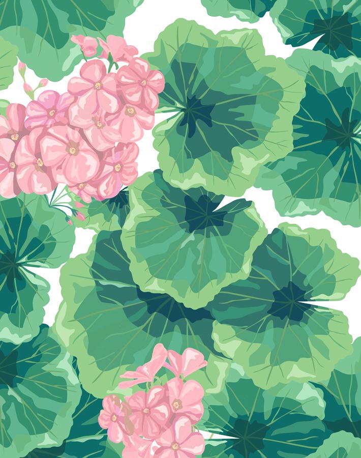geranium-pink