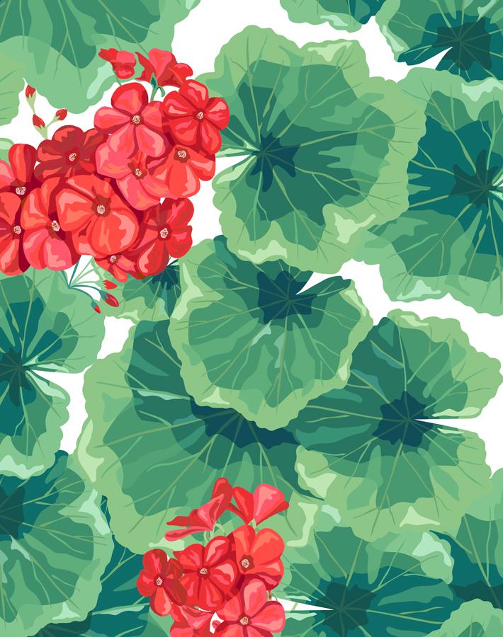 geranium-red