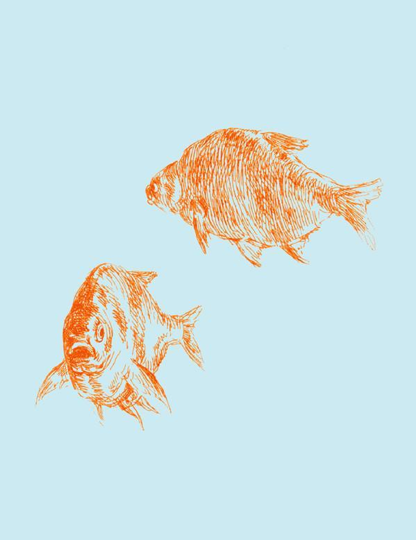 goldfish wallpaper for walls