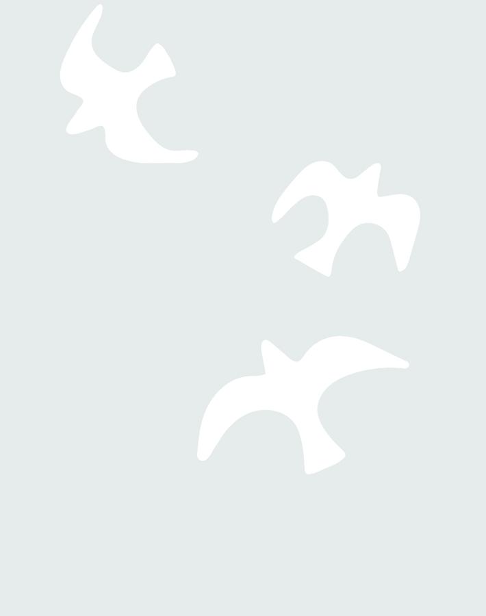 gulls-fog