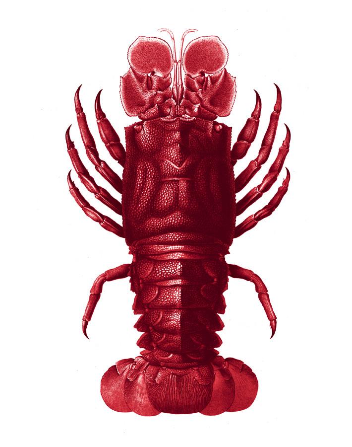 jack-the-crustacean-red