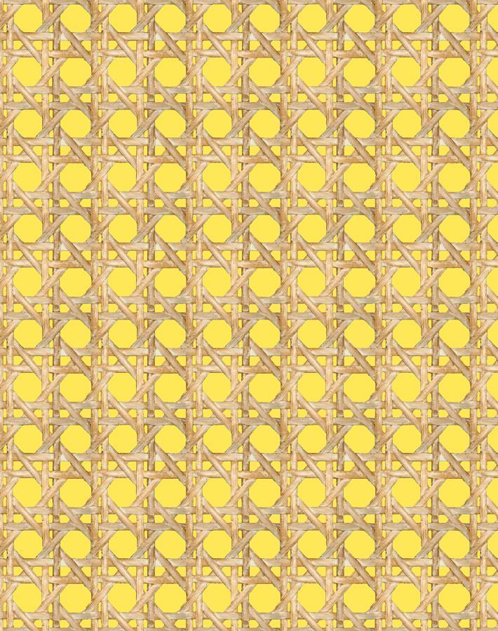 large caning daffodil