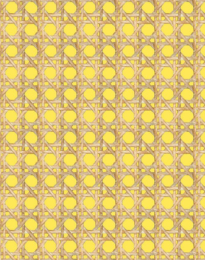 large caning daffodil
