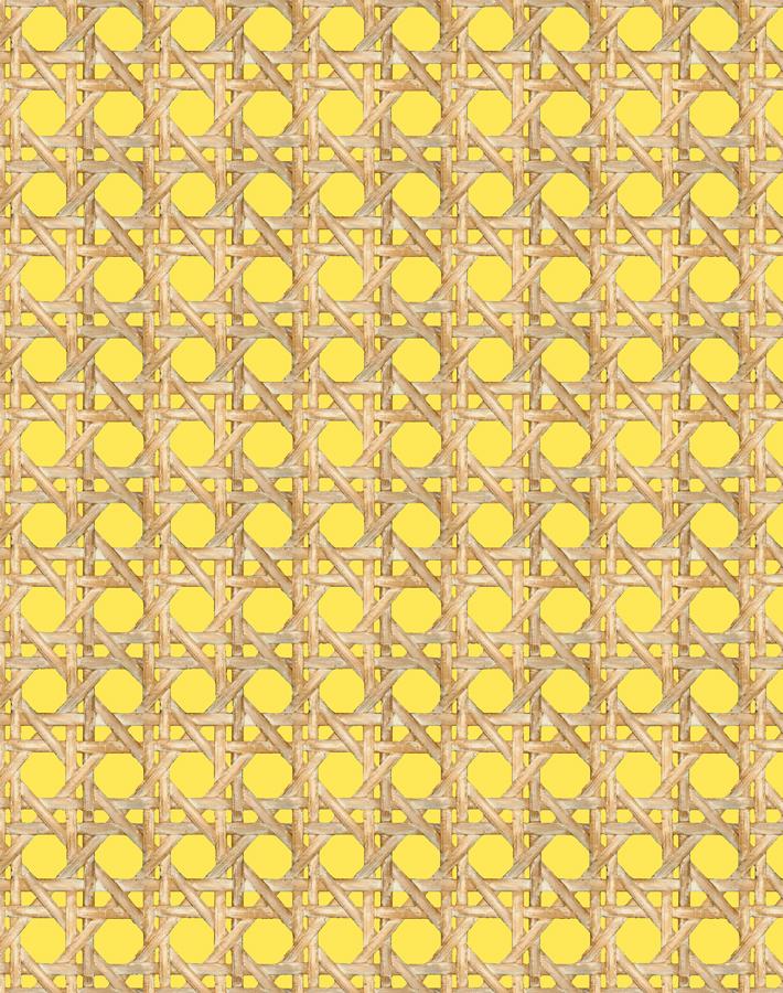 large caning daffodil