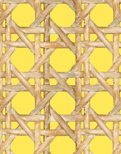 large caning daffodil