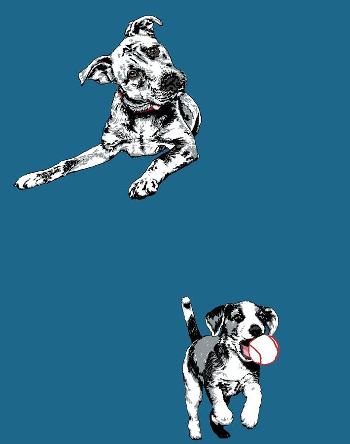 mutts-cadet-blue