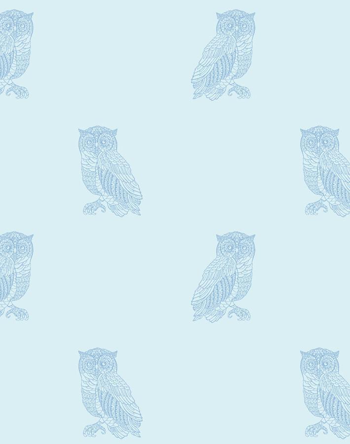 otus the owl sky cornflower