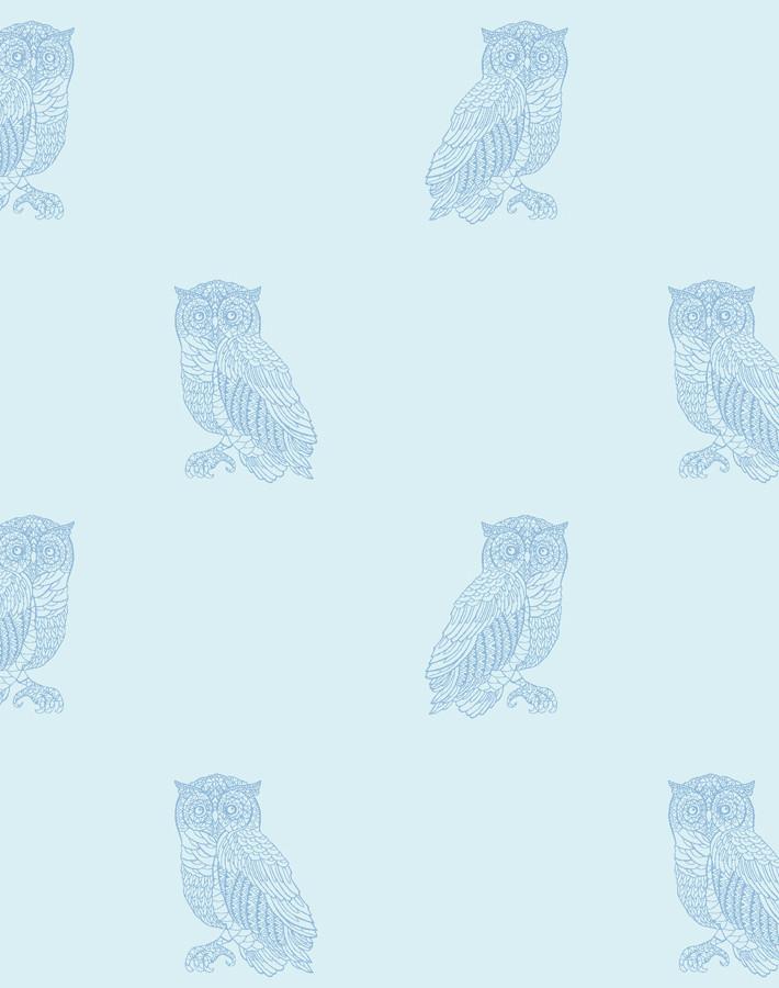 otus the owl sky cornflower