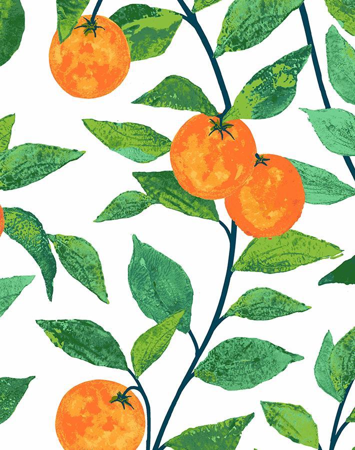 orange-crush-white