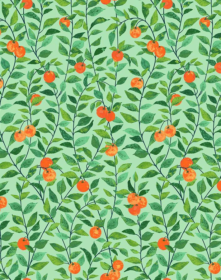 orange-crush-green