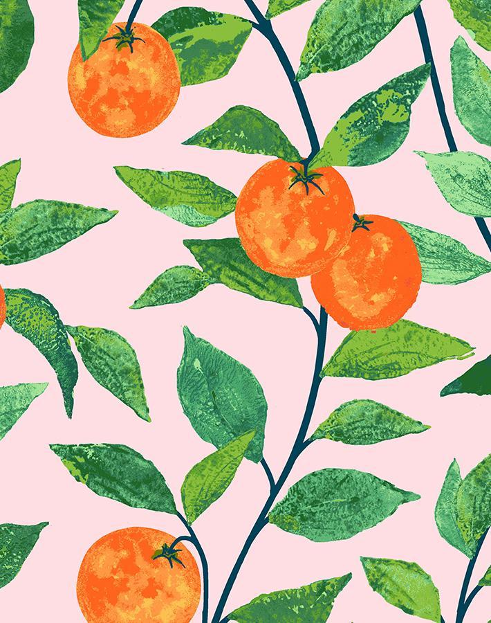 orange-crush-pink