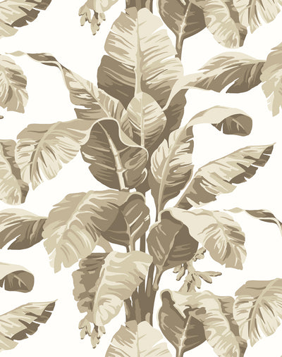 'Pacifico Palm' Wallpaper by Nathan Turner - Cappuccino