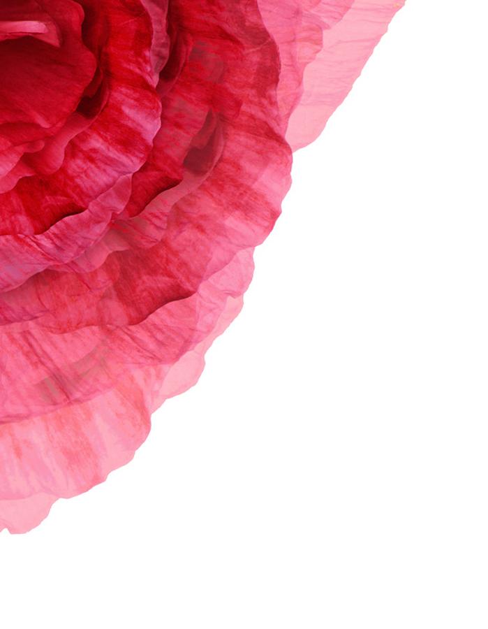Artshoppe Passion Peony on Acrylic by Nathan Turner