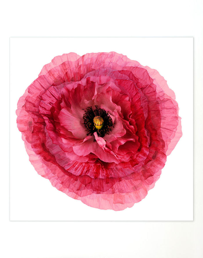 'Passion Peony' Acrylic Art by Nathan Turner Wall Art