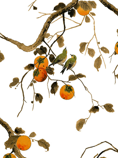 'Persimmon Birds' Wallpaper by Nathan Turner - Persimmon