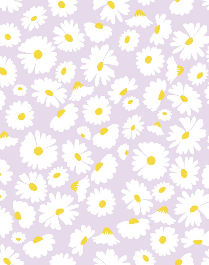 pop daisy lavender