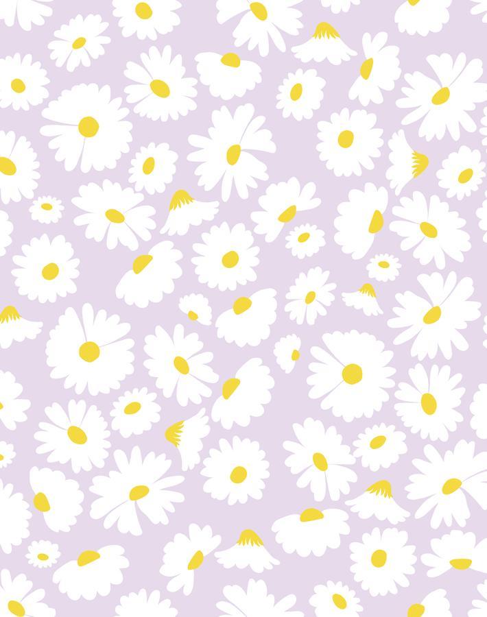 pop daisy lavender