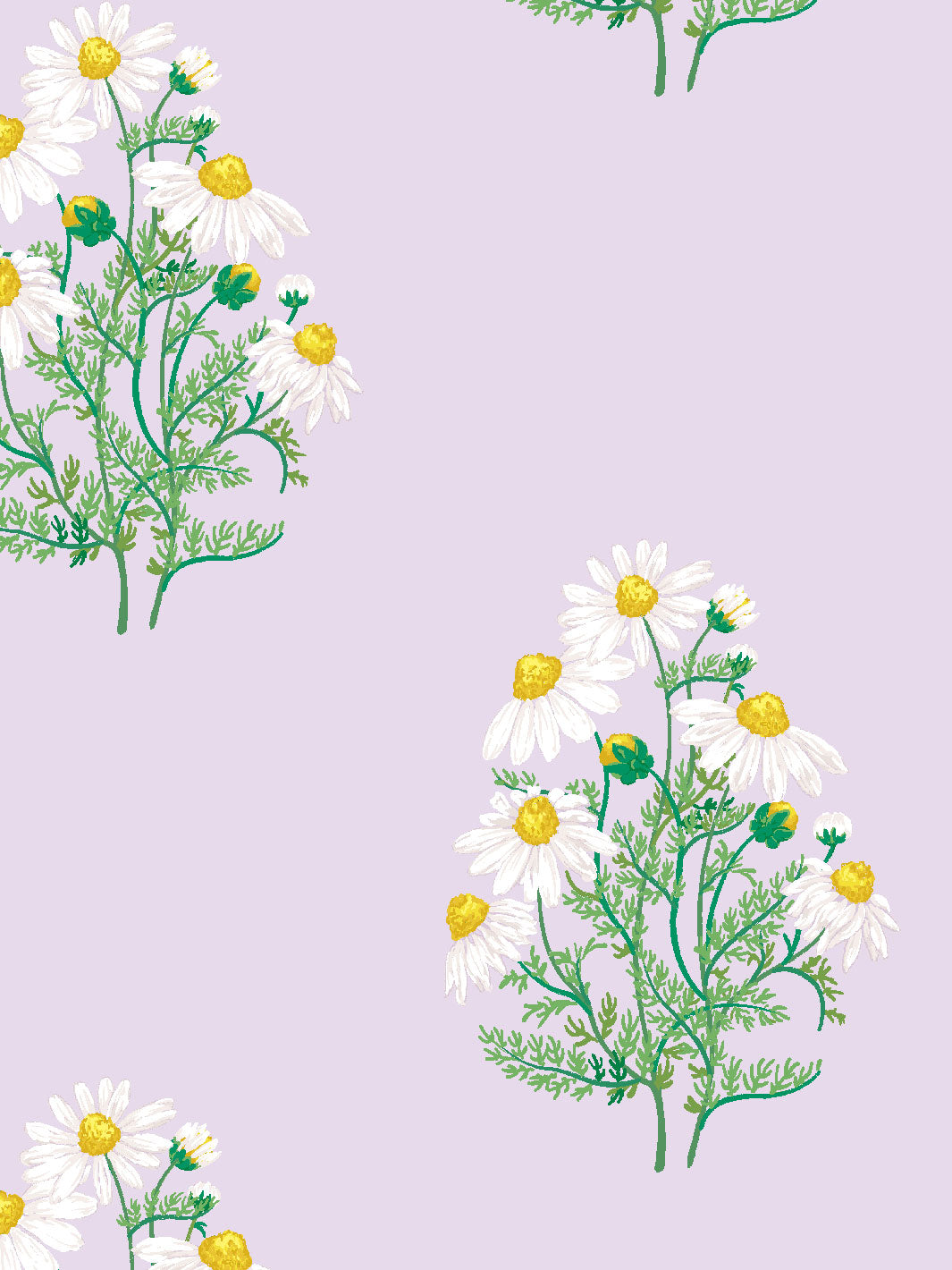 fleur-de-camomille-wallpaper-by-sarah-jessica-parker-lavender